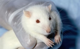 Dankzij Europa einde aan dierproeven voor cosmetica